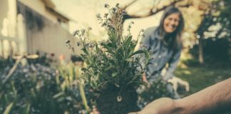 Great herbs for gardening
