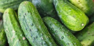 A bevvy of cucumbers