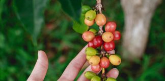Coffee fruit. The latest food trend.