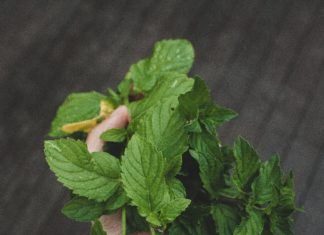 Mint. Grow this herb in your garden.