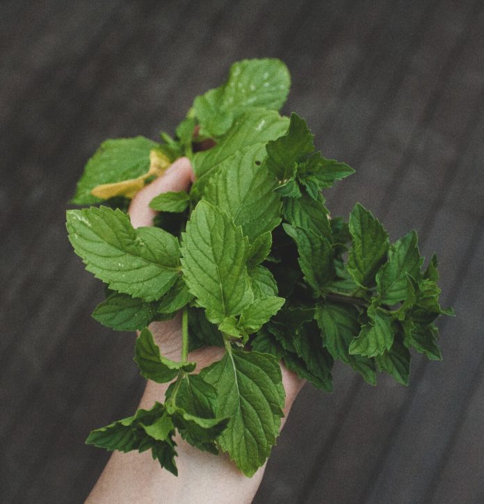 Mint. Grow this herb in your garden.
