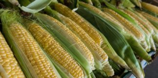 Tips for picking corn
