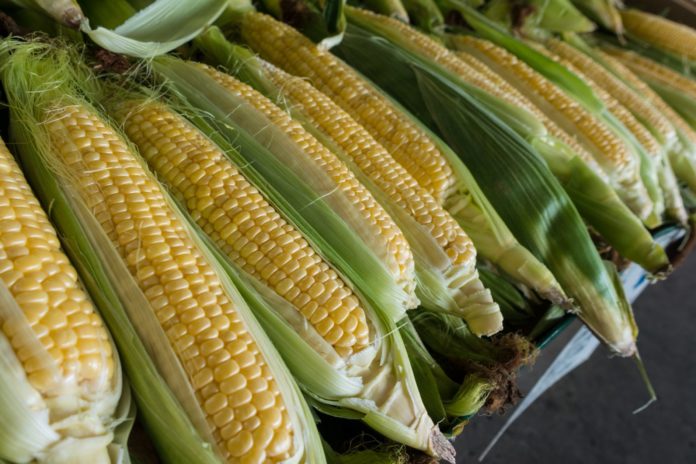 Tips for picking corn