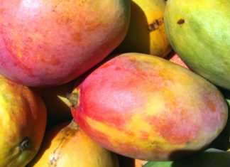 Mangos are in season during the spring