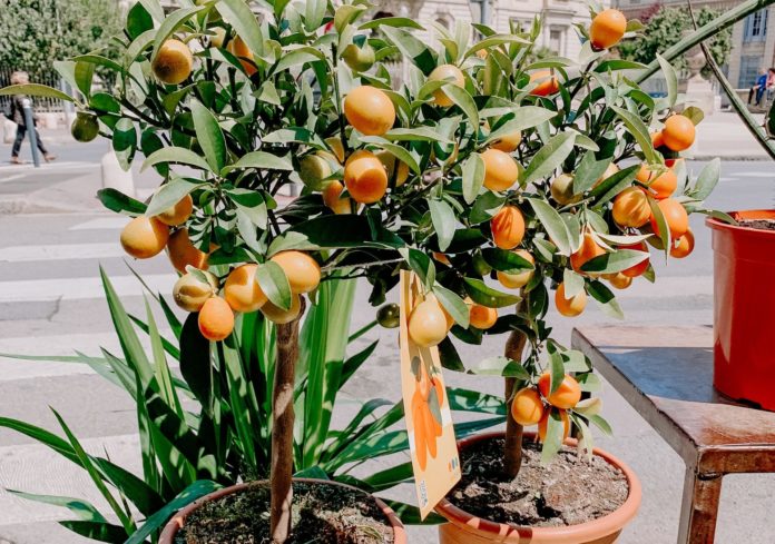 Kumquat tree on display outside