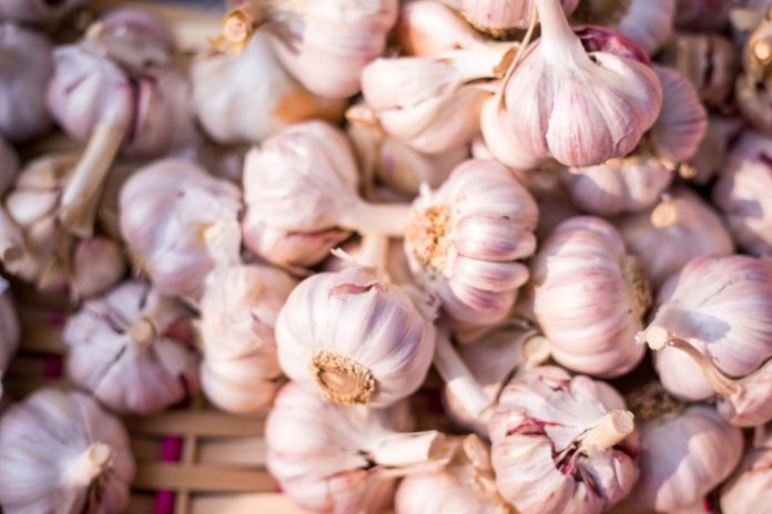 Preventing garlic from sprouting