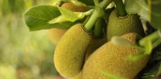 Jackfruit recipe