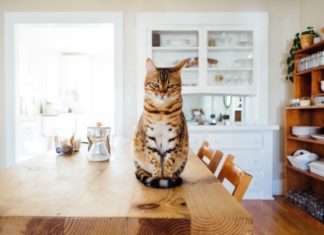 Cat in the kitchen