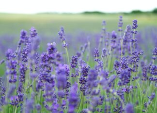 Lavender
