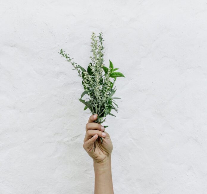 Herbs