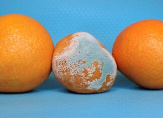 Moldy Oranges