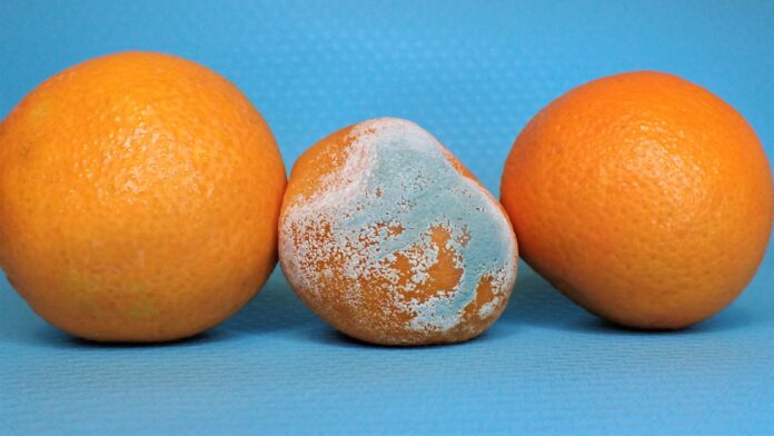 Moldy Oranges