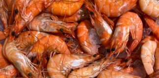 shrimp