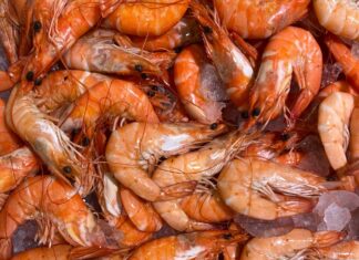 shrimp