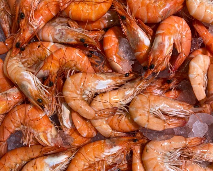 shrimp