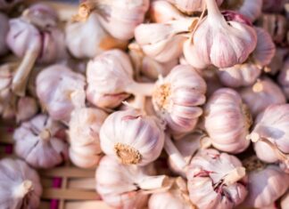Garlic
