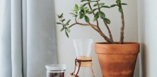 Coffee pot and cup next to a plant